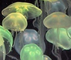 many jellyfish are floating in the water