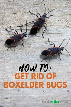 two black bugs sitting on top of a wooden table with text overlay that reads how to get rid of boxelder bugs