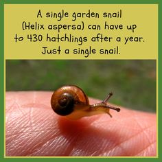 a snail sitting on top of someone's finger with the caption, a single garden snail hex asperas can have up to 130 hatshings after a year just a single snail