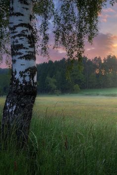 the sun is setting over a grassy field with trees in the foreground and fog in the background