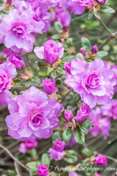 pink flowers are blooming in the garden