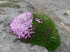 some purple flowers are growing out of the grass on top of a rock in the middle of nowhere