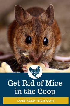 a mouse eating food with the words get rid of mice in the coop and keep them out