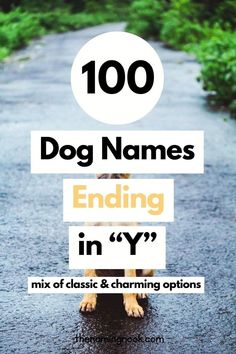 a dog sitting in the middle of a road with text overlay that reads, 100 dog names ending in yy