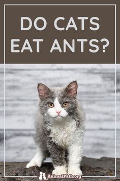 a gray and white cat with the words do cats eat ants?