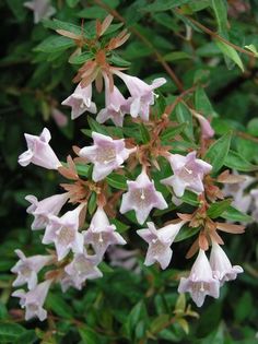 pink flowers are blooming in the garden