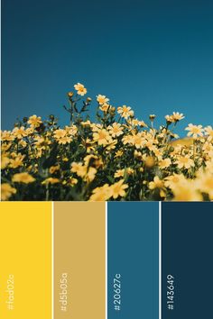 the color scheme is yellow and blue, with white daisies in the foreground