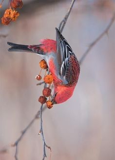 a red and black bird sitting on top of a tree branch next to some berries