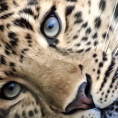 a close up of a cheetah's face with blue eyes