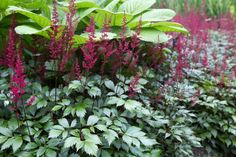 purple flowers and green leaves in a garden