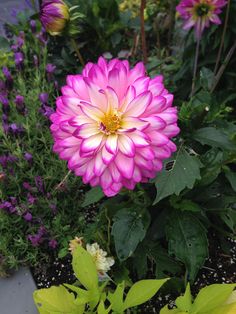 a large pink flower sitting in the middle of a garden filled with purple and yellow flowers