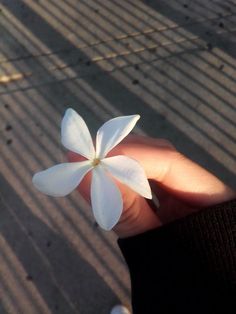 a person holding a white flower in their hand on the sidewalk with no one around it