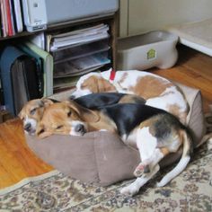 two dogs are sleeping on their beds in the living room