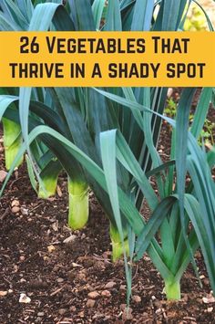 some green plants with the words 26 vegetables that thrve in a shady spot