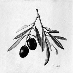 an olive branch with two black olives on it