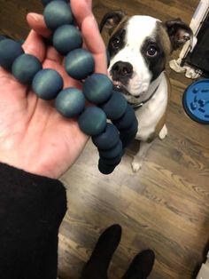 a small dog standing next to a person holding some balls