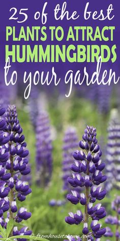 purple flowers with the words 25 of the best plants to attract hummingbirds to your garden