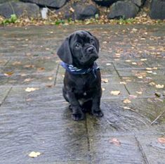 a small black dog sitting on top of a wet ground