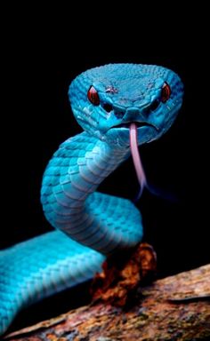 a blue snake with it's mouth open and its tongue out on a branch