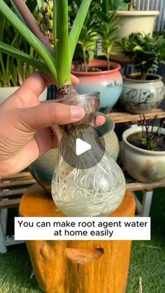 someone is holding up a plant in a glass vase with the words you can make root agent water at home easily