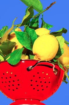 a red colander filled with lemons on top of a blue sky background and green leaves