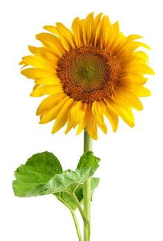 a single sunflower with green leaves on a white background