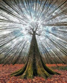 a tree in the middle of a forest with lots of leaves on the ground around it