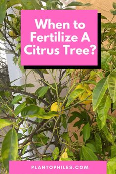 a tree with the words when to fertilize a citrus tree? on it