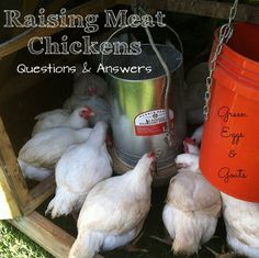 chickens are gathered around an orange bucket with the words raising meat chickens questions and answers