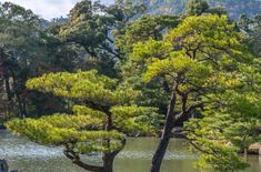 pine trees in the middle of a lake surrounded by rocks