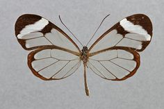 a white and brown butterfly sitting on top of a piece of paper in the air