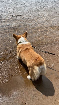 a brown and white dog standing on top of a sandy beach