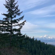 a tall pine tree sitting on top of a lush green hillside