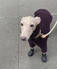 a whippet dog wearing a purple sweater and black boots is standing on the sidewalk