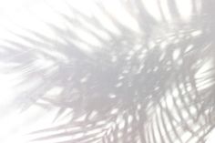 the shadow of a palm tree leaves on a white wall with light coming through it