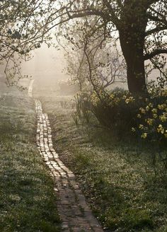 the sun shines through the trees and shadows on the path in the grass, which is lined with yellow daffodils