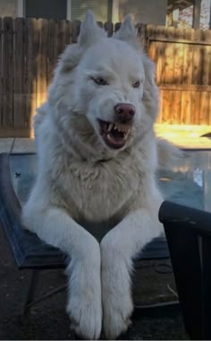 a large white dog sitting on top of a table