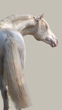 two white horses standing next to each other on a gray background and one has its head down