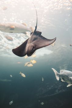 a manta ray swimming in the ocean surrounded by fish