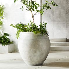 there is a potted plant sitting on the floor in front of a wall and steps