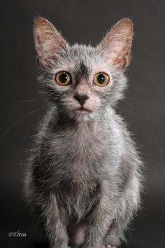 a small gray kitten sitting on top of a black floor