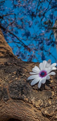 a white flower sitting on top of a tree branch