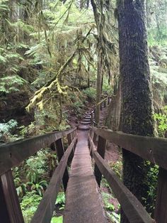 a wooden walkway in the middle of a forest with trees and ferns on both sides