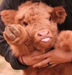 a brown cow sticking its tongue out while being held by someone's arm and hand