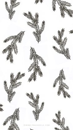 some black and white pine branches on a white background