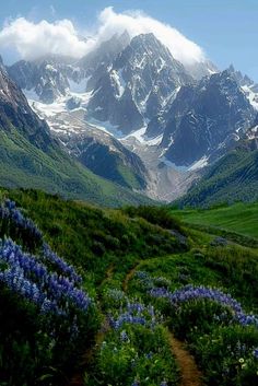 the mountains are covered in snow and green grass, with blue flowers on each side