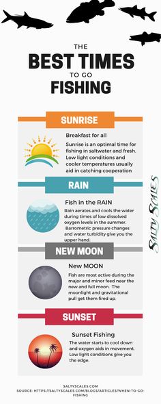 the best times to go fishing info sheet with different types of fish and their names