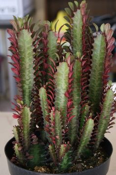 a potted plant with red and green leaves