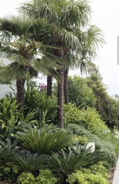 there are palm trees and other plants in the garden