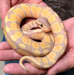 a person holding a yellow and brown snake in their hand, it's curled up to the camera